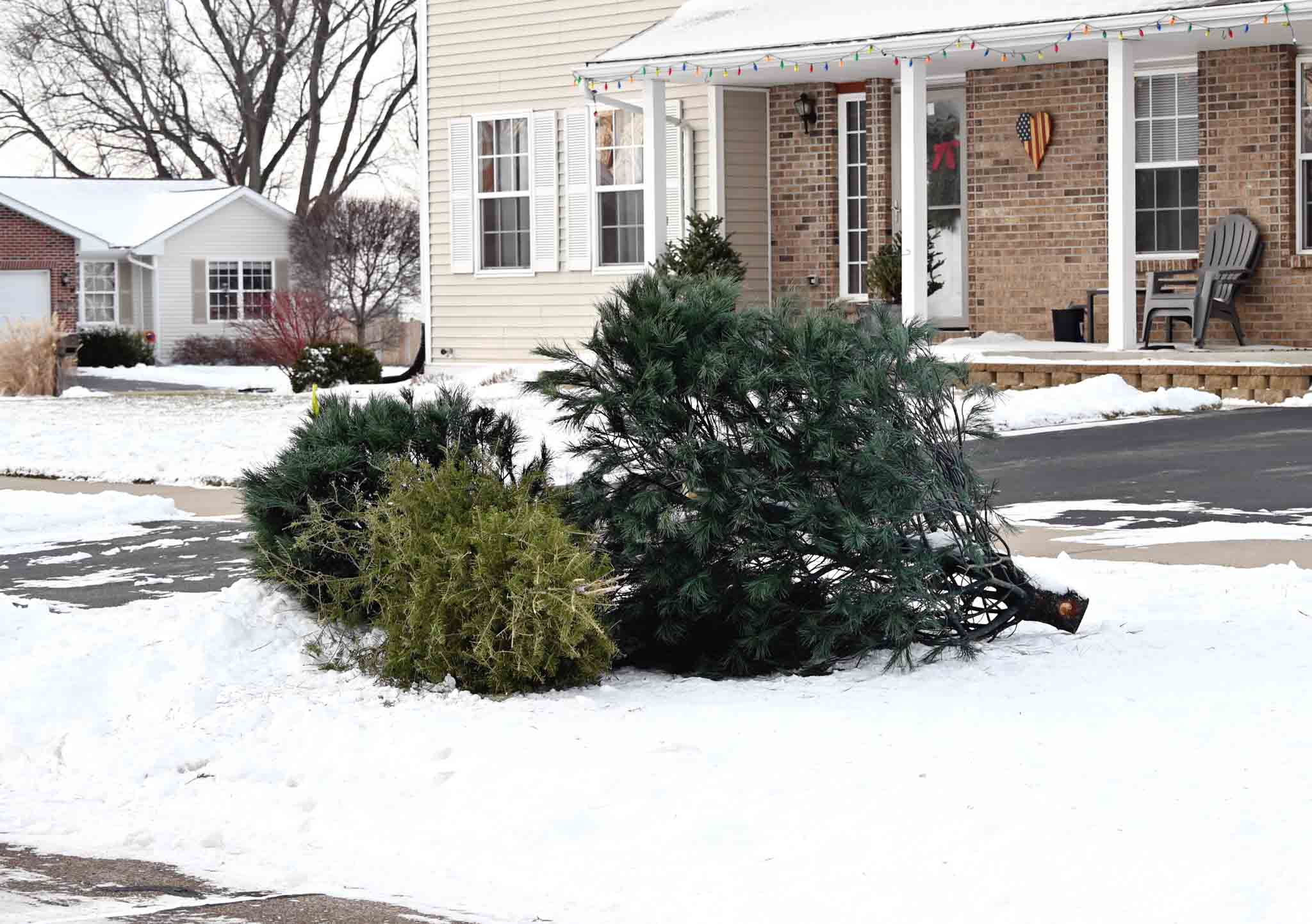 Two Christmas trees on a curb in Indianapolis, IN.