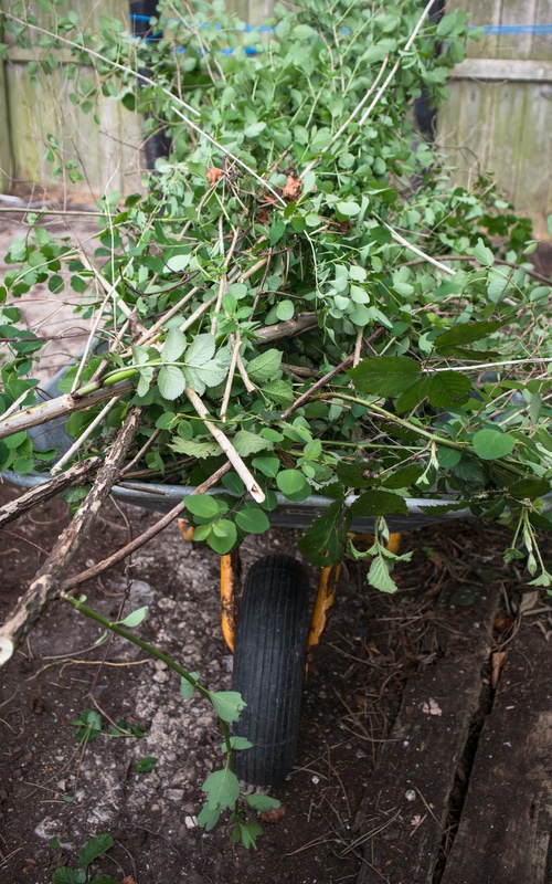 An image of yard waste piled up in a wheelbarrow - make your yard waste removal in Winchester / Front Royal, VA easier with Dumpster Dudez.